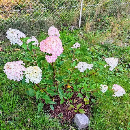 Σπίτι διακοπών Le Renard Des Vosges