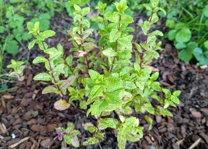 Le Renard Des Vosges * La Croix-aux-Mines