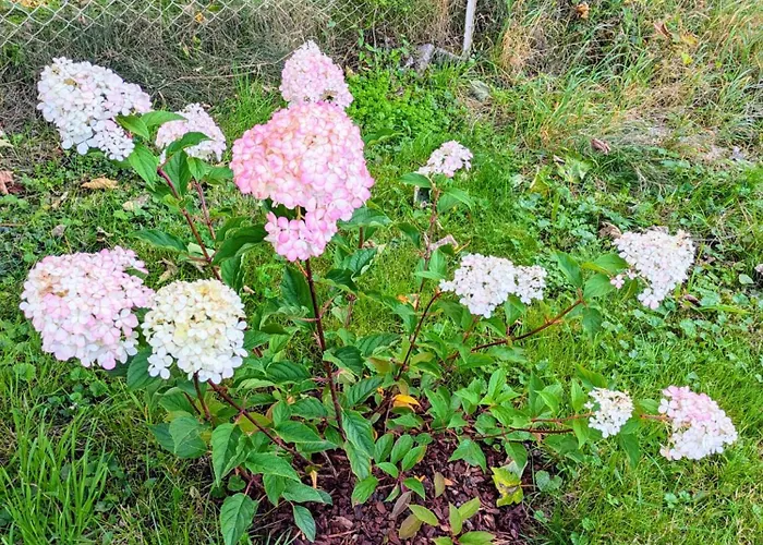 度假居 Le Renard Des Vosges